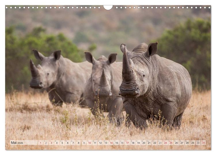 Produktbild: Emotionale Momente: Afrikas Big Five (Wandkalender 2026 DIN A3 quer), CALVENDO Monatskalender