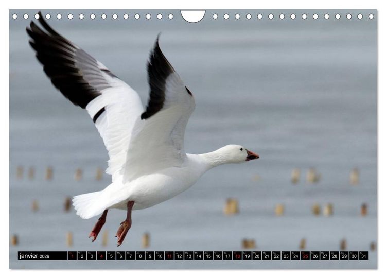 Produktbild: PLUMES L&Eacute;G&Egrave;RES. Oiseaux du Monde (Calendrier mural 2026 DIN A4 vertical), CALVENDO calendrier mensuel
