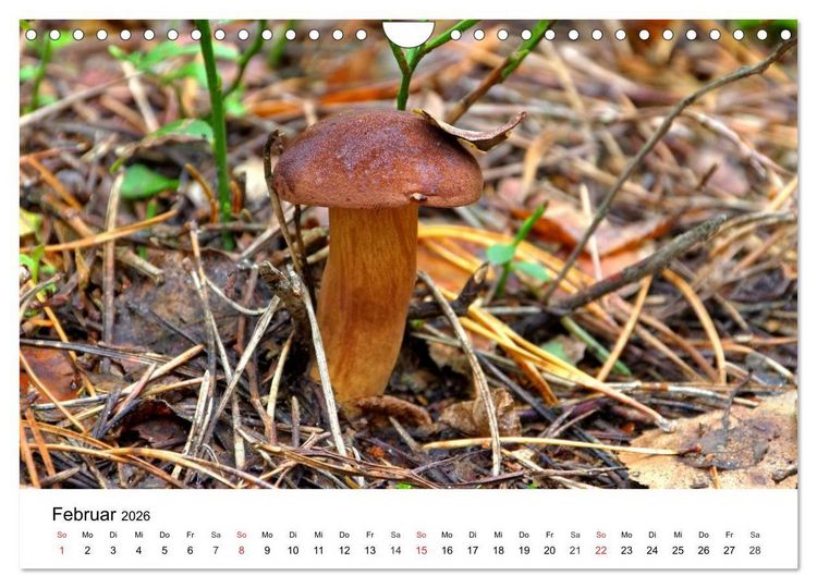 Produktbild: Heimische Pilze (Wandkalender 2026 DIN A4 quer), CALVENDO Monatskalender