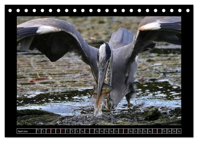 Produktbild: The heron parade (Desk Calendar 2026 DIN A5 landscape), CALVENDO 12 Month DeskCalendar