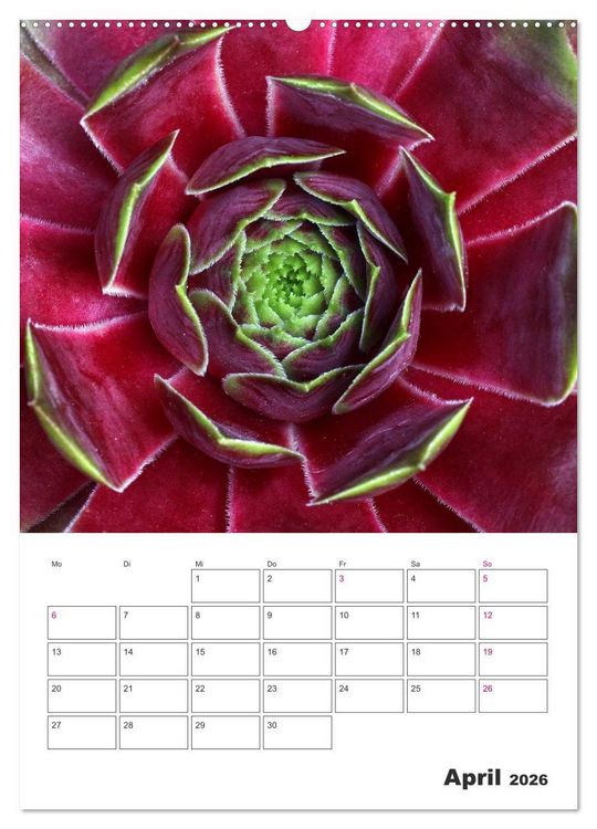 Produktbild: Ich liebe Sempervivum (Wandkalender 2026 DIN A2 hoch), CALVENDO Monatskalender