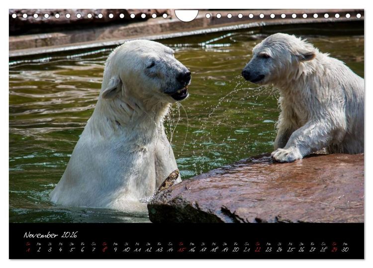 Produktbild: Tiergarten N&uuml;rnberg (Wandkalender 2026 DIN A4 quer), CALVENDO Monatskalender