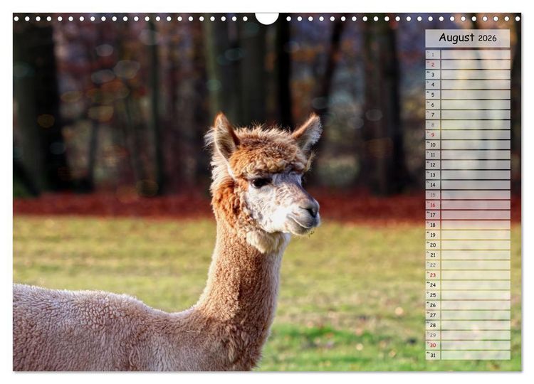 Produktbild: Alpaka, coole Typen mit wilden Frisuren (Wandkalender 2026 DIN A3 quer), CALVENDO Monatskalender
