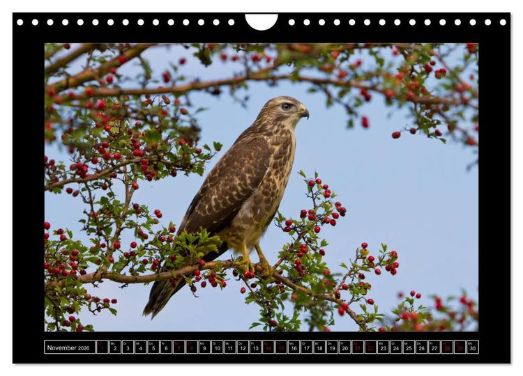 Produktbild: Niederrheinische Vogelwelt (Wandkalender 2026 DIN A4 quer), CALVENDO Monatskalender