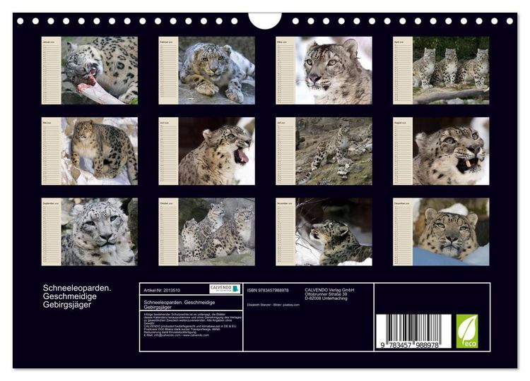 Produktbild: Schneeleoparden. Geschmeidige Gebirgsj&auml;ger (Wandkalender 2026 DIN A4 quer), CALVENDO Monatskalender