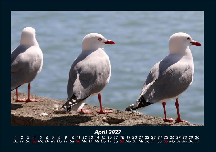 Produktbild: Tiere in der Wildnis 2027 Fotokalender DIN A4