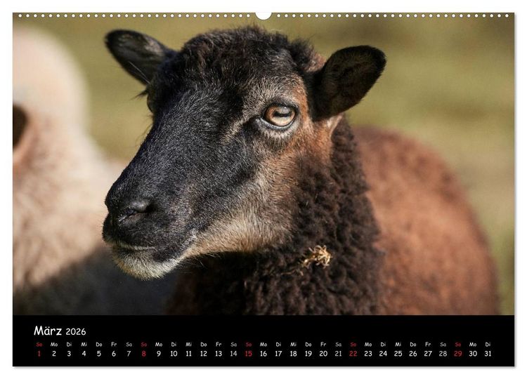Produktbild: Schafe und L&auml;mmer (Wandkalender 2026 DIN A2 quer), CALVENDO Monatskalender
