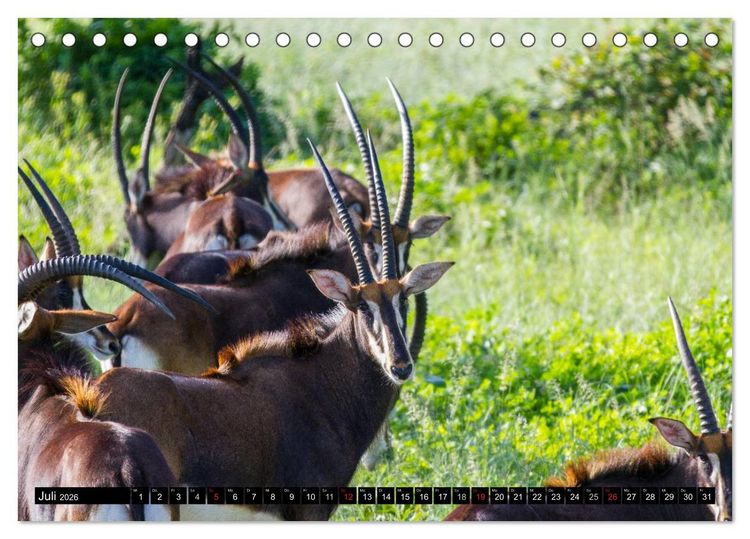 Produktbild: Afrikas wilde Tiere (Tischkalender 2026 DIN A5 quer), CALVENDO Monatskalender