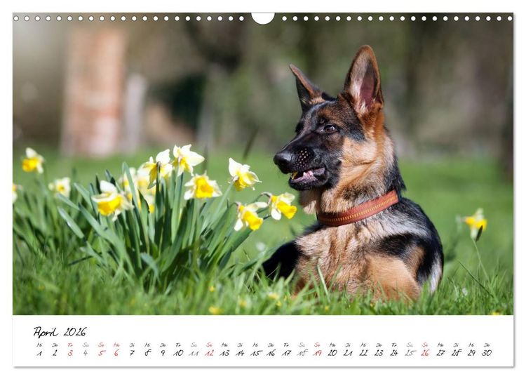 Produktbild: Junge Deutsche Sch&auml;ferhunde (Wandkalender 2026 DIN A3 quer), CALVENDO Monatskalender