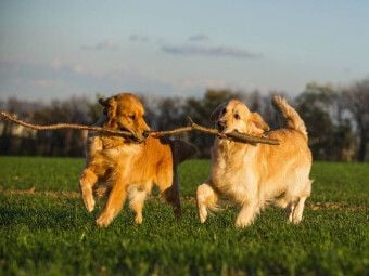 Produktbild: CALVENDO Puzzle Ein Motiv aus dem Kalender Das Gl&uuml;ck hat einen Namen - Golden Retriever | 1000 Teile Lege-Gr&ouml;&szlig;e 64x48cm Foto-Puzzle f&uuml;r gl&uuml;ckliche Stunden