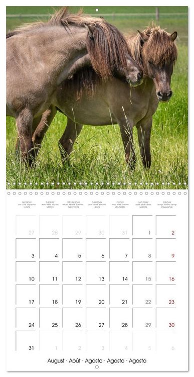 Produktbild: Charming Icelandic Horses (Wall Calendar 2026 12 &times; 12 Inch) CALVENDO 12 Month Wall Calendar