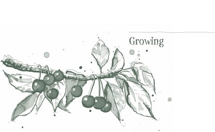 Produktbild: Home-Grown Harvest