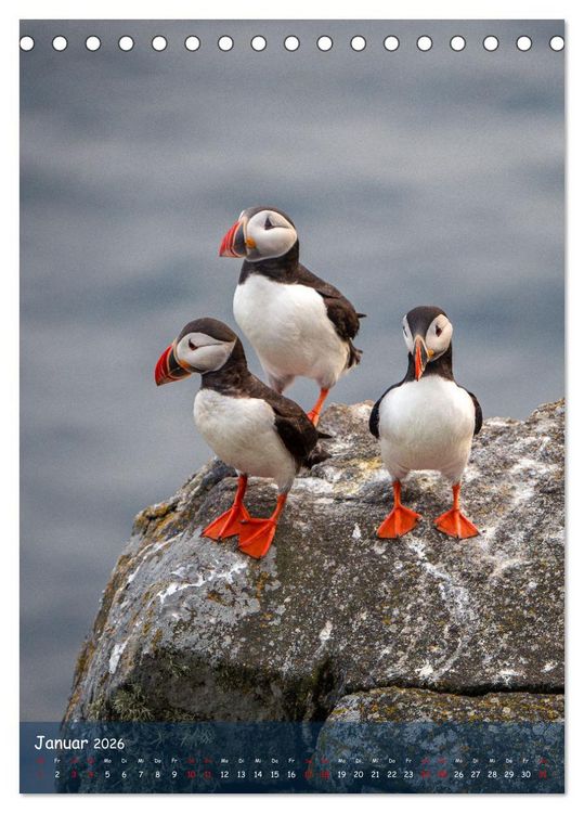 Produktbild: Naturerlebnis Puffin (Tischkalender 2026 DIN A5 hoch), CALVENDO Monatskalender