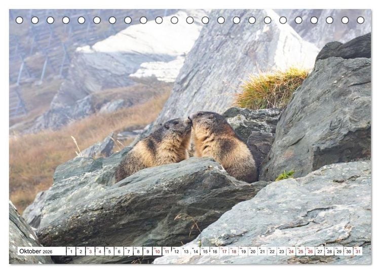 Produktbild: Unterwegs in den Hochalpen - Das Alpenmurmeltier im Herbst (Tischkalender 2026 DIN A5 quer), CALVENDO Monatskalender