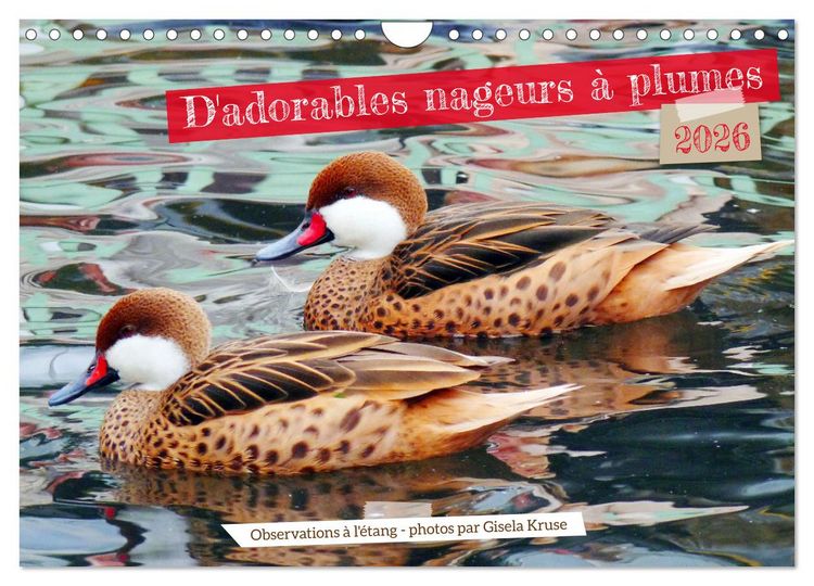 Produktbild: D'adorables nageurs &agrave; plumes (Calendrier mural 2026 DIN A4 vertical), CALVENDO calendrier mensuel