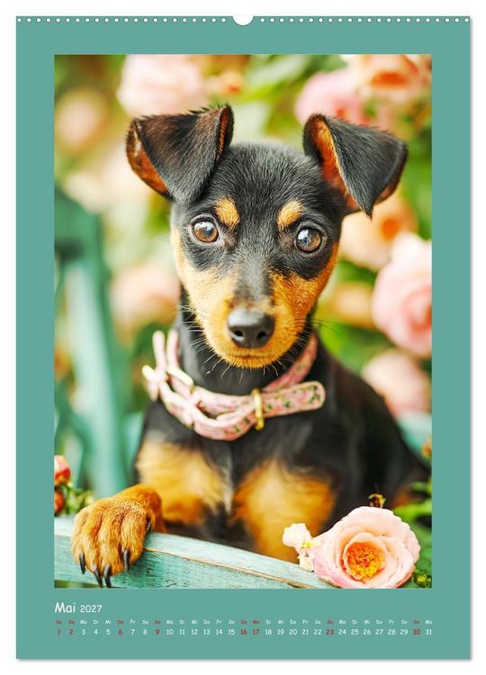 Produktbild: Mini-Pinscher. Kleine Hunde in sch&ouml;nen Momenten (hochwertiger Premium Wandkalender 2027 DIN A2 hoch), Kunstdruck in Hochglanz