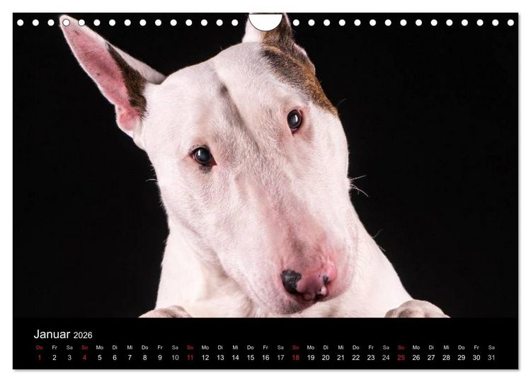 Produktbild: Bullterrier (Wandkalender 2026 DIN A4 quer), CALVENDO Monatskalender