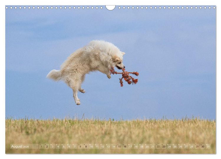 Produktbild: Mein fliegender Isl&auml;nder (Wandkalender 2026 DIN A3 quer), CALVENDO Monatskalender