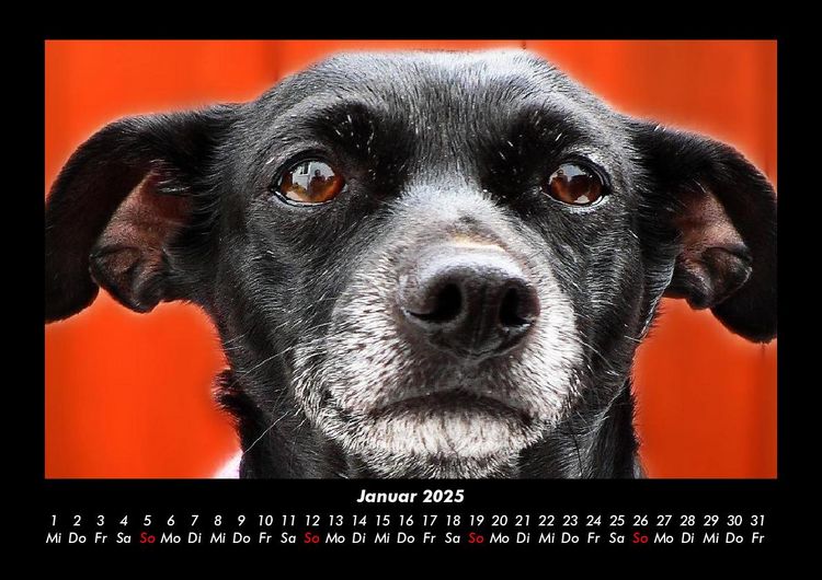 Produktbild: Hundezauber 2025 Fotokalender DIN A3