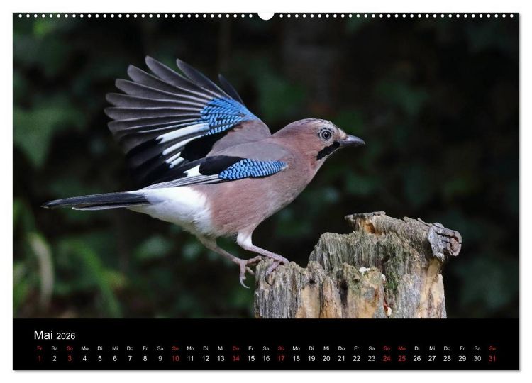 Produktbild: Eichelh&auml;her der Waldpolizist (Wandkalender 2026 DIN A2 quer), CALVENDO Monatskalender
