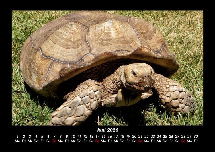 Produktbild: Schildkr&ouml;tenzauber 2026 Fotokalender DIN A3