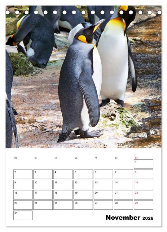 Produktbild: Pinguine. Familiengl&uuml;ck im Eis (Tischkalender 2026 DIN A5 hoch), CALVENDO Monatskalender