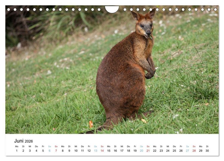 Produktbild: Australiens wunderbare Tiere (Wandkalender 2026 DIN A4 quer), CALVENDO Monatskalender
