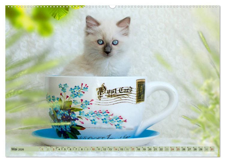 Produktbild: RAGDOLLS Impressionen aus der Kinderstube (hochwertiger Premium Wandkalender 2026 DIN A2 quer), Kunstdruck in Hochglanz