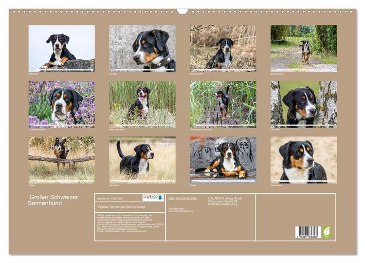 Produktbild: Gro&szlig;er Schweizer Sennenhund (Wandkalender 2026 DIN A2 quer), CALVENDO Monatskalender