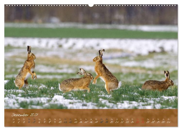Produktbild: Feldhasen in H&ouml;chstform (hochwertiger Premium Wandkalender 2027 DIN A2 quer), Kunstdruck in Hochglanz