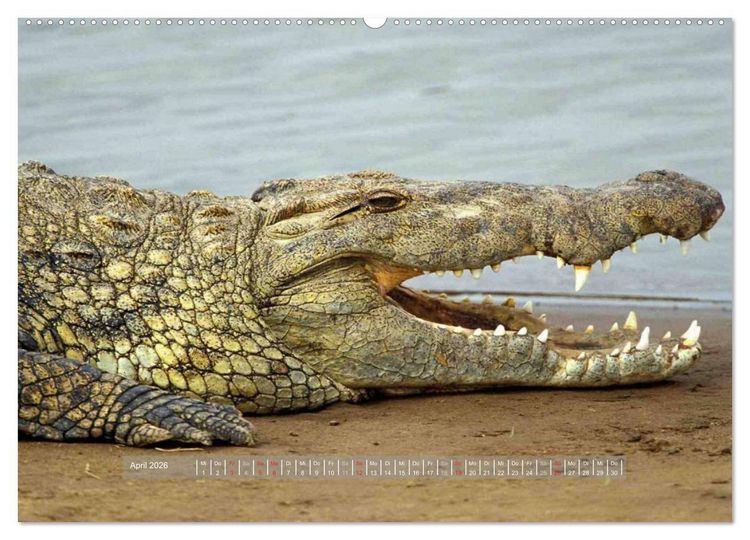 Produktbild: Krokodile & Alligatoren (hochwertiger Premium Wandkalender 2026 DIN A2 quer), Kunstdruck in Hochglanz