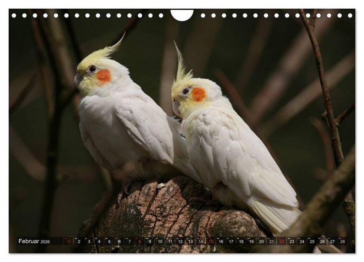 Produktbild: Nymphensittiche (Wandkalender 2026 DIN A4 quer), CALVENDO Monatskalender