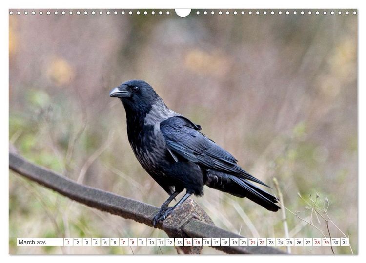 Produktbild: Corvids - Black and Beautiful (Wall Calendar 2026 DIN A3 landscape), CALVENDO 12 Month Wall Calendar
