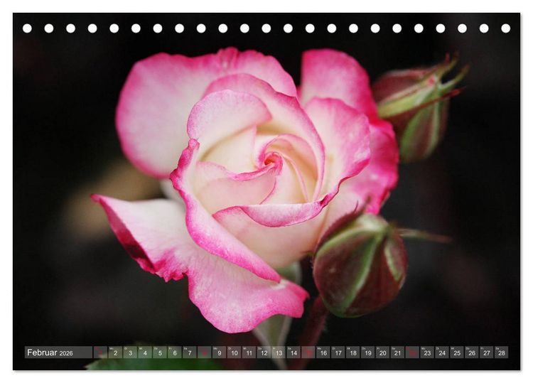 Produktbild: Stolze Rosen (Tischkalender 2026 DIN A5 quer), CALVENDO Monatskalender
