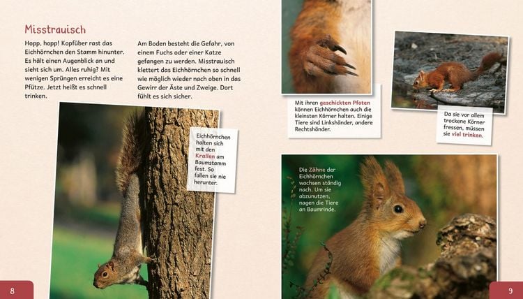 Produktbild: Meine gro&szlig;e Tierbibliothek: Das Eichh&ouml;rnchen