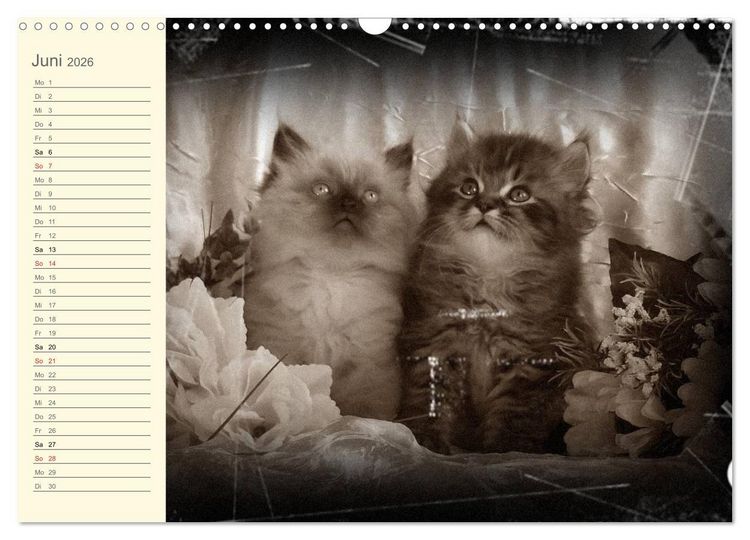 Produktbild: Oma's Katzenkalender 2026 (Wandkalender 2026 DIN A3 quer), CALVENDO Monatskalender
