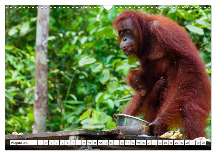Produktbild: Orang Utans von Borneo Tierkalender 2026 (Wandkalender 2026 DIN A3 quer), CALVENDO Monatskalender