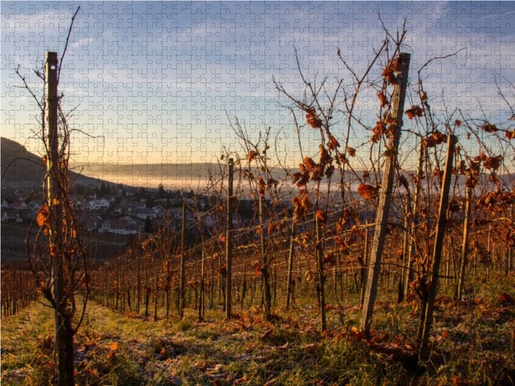 Produktbild: CALVENDO Puzzle Weinberg Korber H&ouml;he | 1000 Teile Lege-Gr&ouml;&szlig;e 64x48cm Foto-Puzzle f&uuml;r gl&uuml;ckliche Stunden