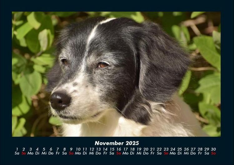 Produktbild: Der Hundekalender 2025 Fotokalender DIN A4