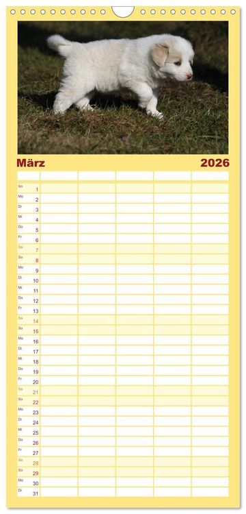 Produktbild: Familienplaner 2026 - Border Collie Welpen mit 5 Spalten (Wandkalender, 21 x 45 cm) CALVENDO