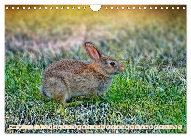 Produktbild: Feldhasen und Kaninchen (Wandkalender 2026 DIN A4 quer), CALVENDO Monatskalender