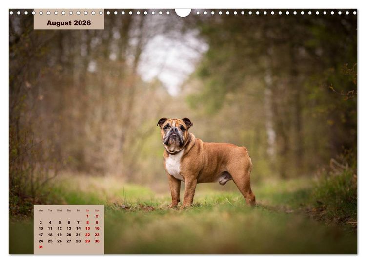 Produktbild: English Bulldog (Wall Calendar 2026 DIN A3 landscape), CALVENDO 12 Month Wall Calendar