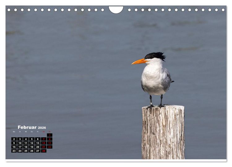 Produktbild: Floridas wunderbare Vogelwelt (Wandkalender 2026 DIN A4 quer), CALVENDO Monatskalender