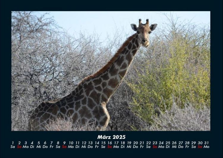 Produktbild: Giraffen 2025 Fotokalender DIN A4