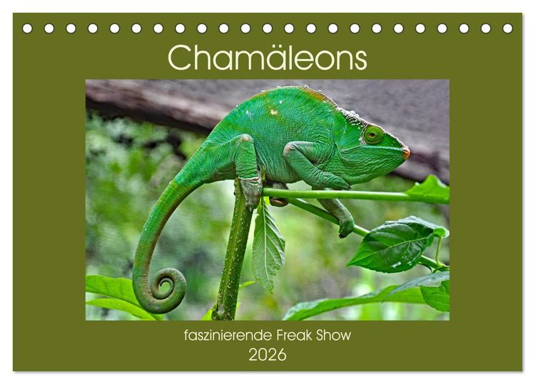 Produktbild: Cham&auml;leons - faszinierende Freak Show (Tischkalender 2026 DIN A5 quer), CALVENDO Monatskalender