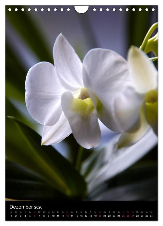 Produktbild: Faszination Orchideen (Wandkalender 2026 DIN A4 hoch), CALVENDO Monatskalender