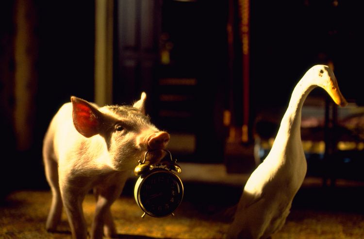 Produktbild: Ein Schweinchen namens Babe