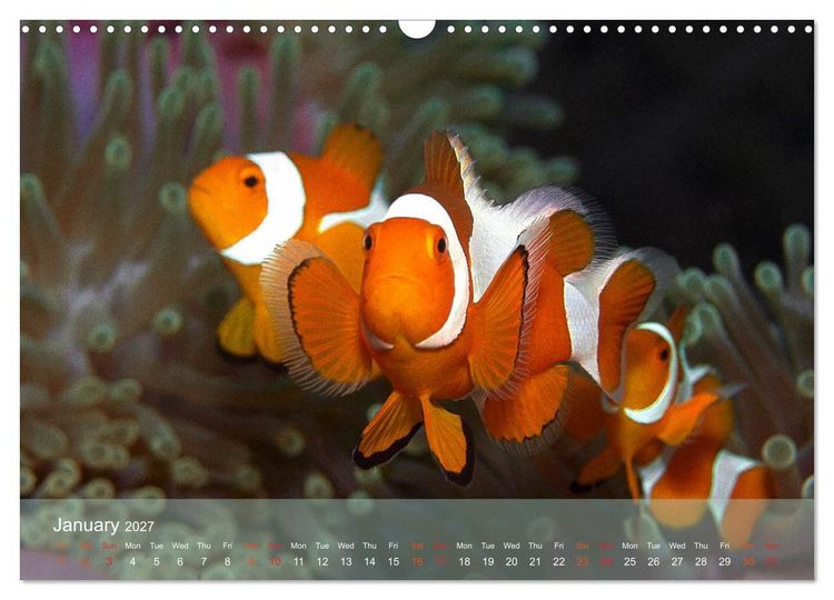 Produktbild: Anemonefish - always busy - always on the move (Wall Calendar 2027 DIN A3 landscape), CALVENDO 12 Month Wall Calendar
