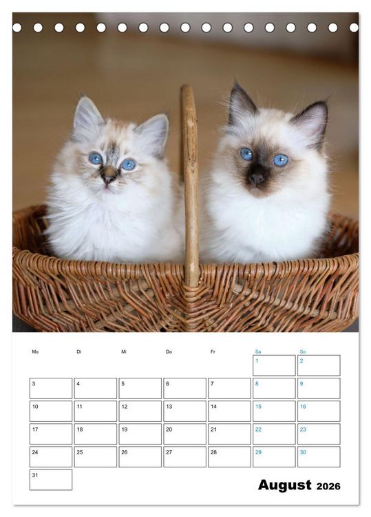 Produktbild: Heilige Birma Kitten - s&uuml;&szlig;e kleine Flauschb&auml;llchen (Tischkalender 2026 DIN A5 hoch), CALVENDO Monatskalender