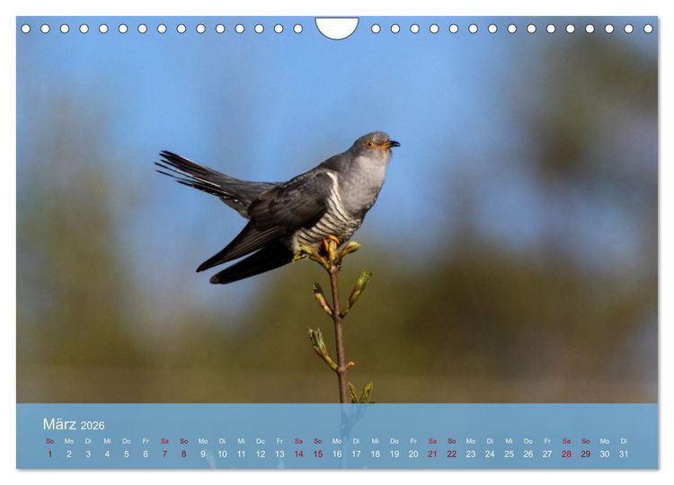 Produktbild: Kuckuck,Kuckuck,rufts aus dem Wald (Wandkalender 2026 DIN A4 quer), CALVENDO Monatskalender